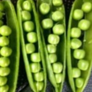 Pea – GREEN 10