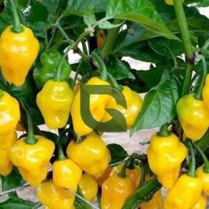 Yellow Habanero – Decora 2221 Yellow
