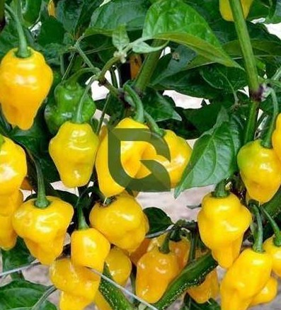 Yellow Habanero – Decora 2221 Yellow