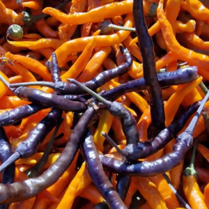 Halloween Thai – Live Pepper Plant