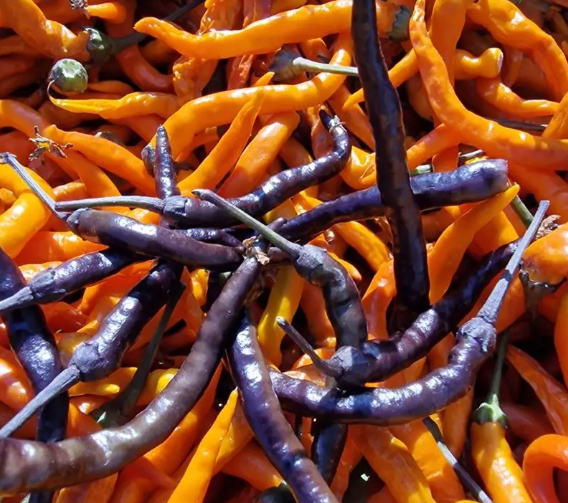 Halloween Thai – Live Pepper Plant