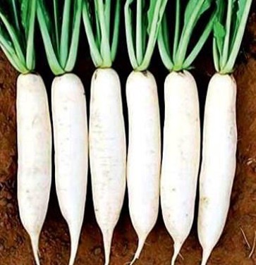 Radish – HANSA WHITE 46