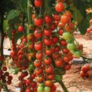 Tomato – VARIETY 108