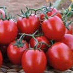 Tomato – VARIETY 201