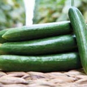 Cucumber – VARIETY 305