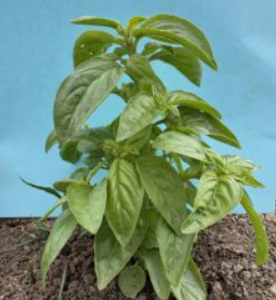 Italian Basil