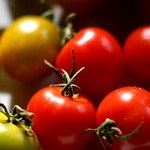 Tomato Seeds USA Update