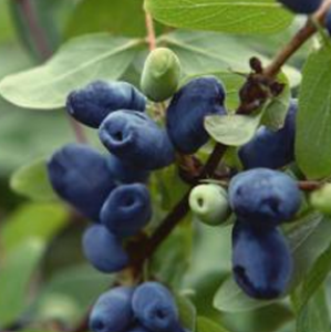 Honeyberry – Lonicera caerulea L.