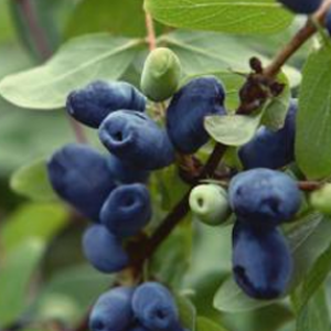 Honeyberry – Lonicera caerulea L.