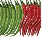 Chili Pepper – ANGAR