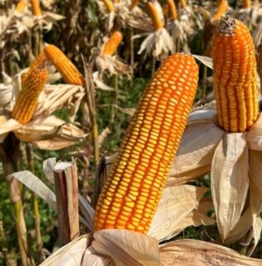 Hybrid Maize – TG-330