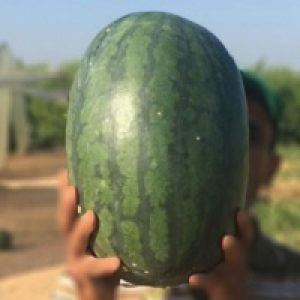 Watermelon Iskander F1