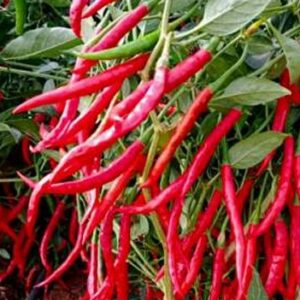 Chilli – Kajal