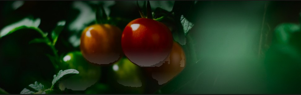 Kalash Seeds pvt ltd Kalash Seeds pvt ltd