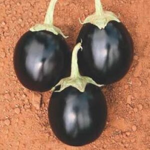 Eggplant – Kanak