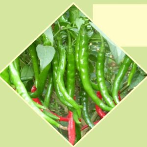 Chili Pepper – KOLHAPURI TEJ (Hybrid)