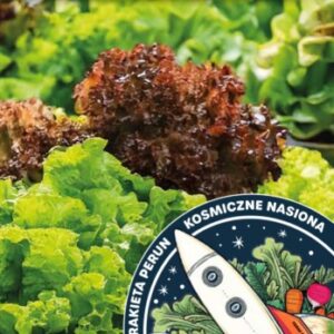 Leaf Lettuce – SPACE MIX