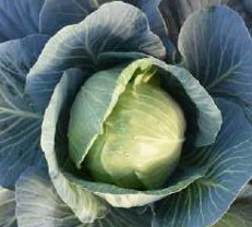 Cabbage – LUSHGREEN