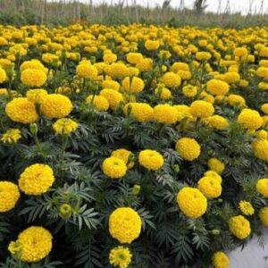 Marigold – TG-EMERALD YELLOW F1