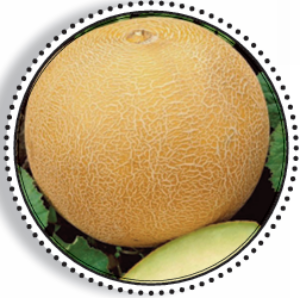 ML-HY100020 – Melon