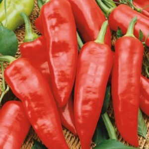 Sweet Pepper – MARCONI