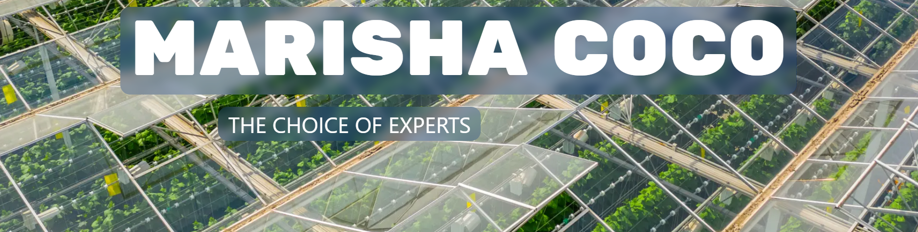 Marisha Coco Marisha Coco