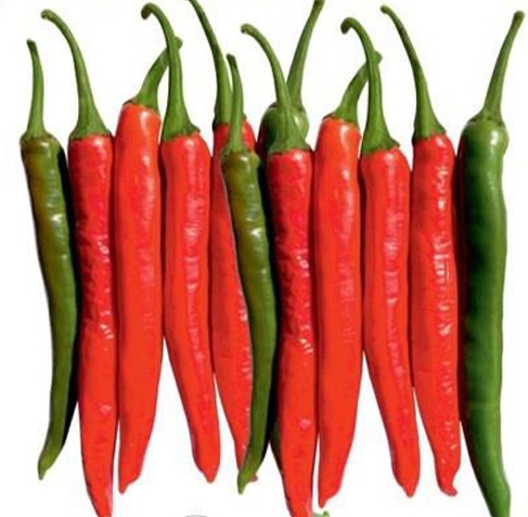 Chilli – MORDEVS 075