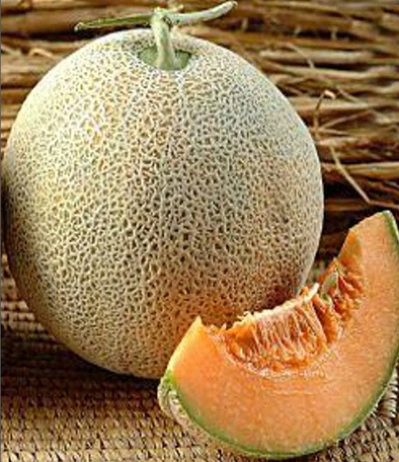 Musk Melon Honey Vegetable Seeds