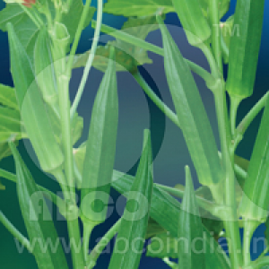 Okra(Bhendi) Arka Anamika