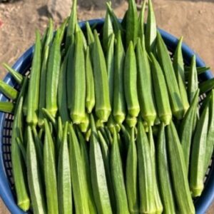 Okra – TG-ANVITA F1