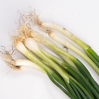 Onion Seeds Bunching Italy Update