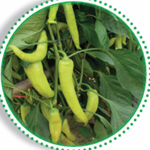 PP-HY100029 – Pepper