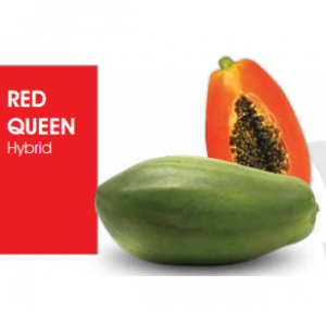 Papaya Red Queen