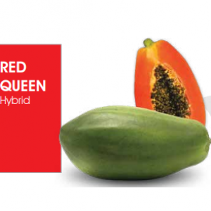 Papaya Red Queen
