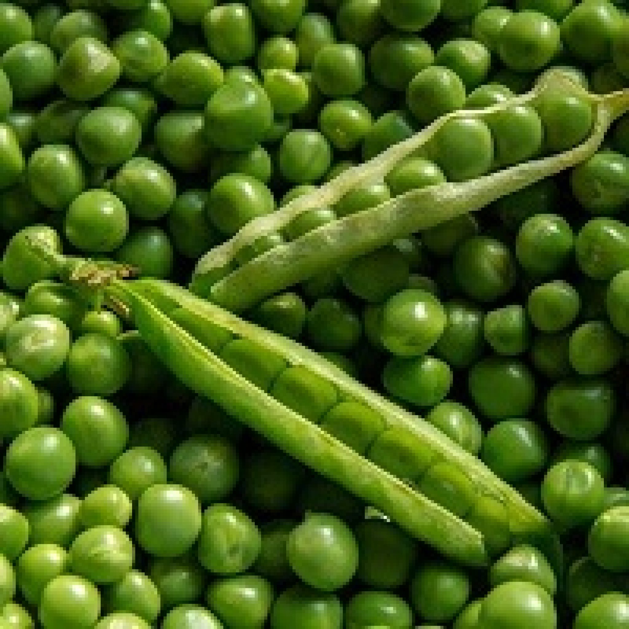 Peas Seeds Global Vegetable Seeds