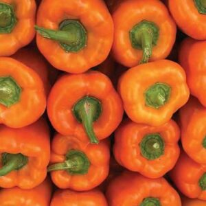 Sweet Pepper – RS-K6