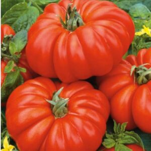 Tomato – COSTOLUTO FIORENTINO