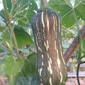 Butterfly Pumpkin PU 1609