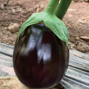 Eggplant – RAD F1