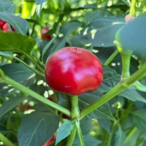Pepper – RED TOPEPO HS-23