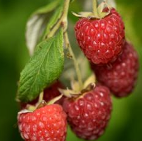 Raspberry – Rubus idaeus L.