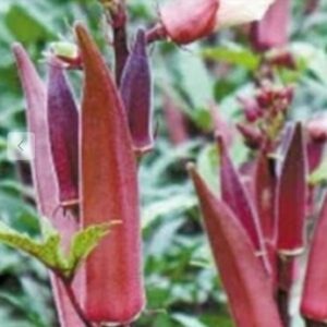 Red Lady Finger (Red Okra)