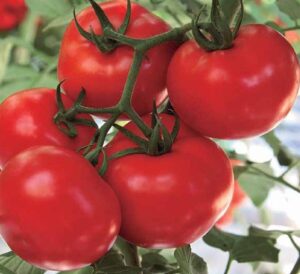 Tomato – SALAHADDIN F1