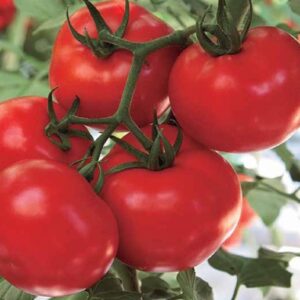 Tomato – SALAHADDIN F1
