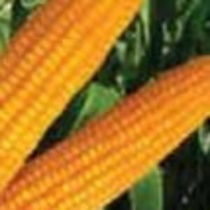 HYBRID MAIZE SLV-4455