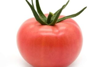 Tomato Seeds Italy Update January 30, 2026