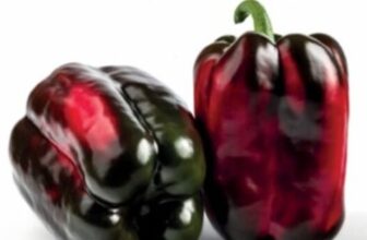 Sweet Pepper Seeds Italy Update February 10, 2026