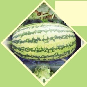 Watermelon – HONEY BALL (Hybrid)