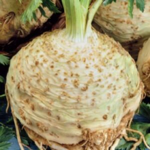 Root Celery – PRAGER RIESEN