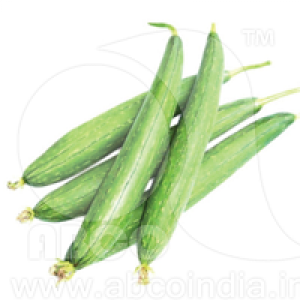 Sponge Gourd Pusa Supriya